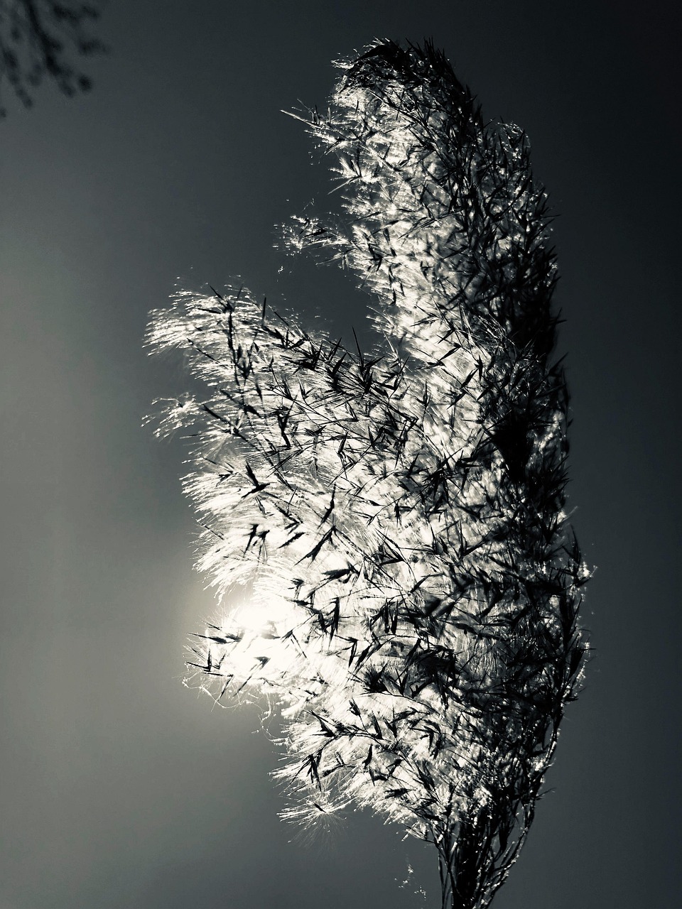 잔디 엽상체 억새풀 - Pixabay의 무료 사진 - Pixabay