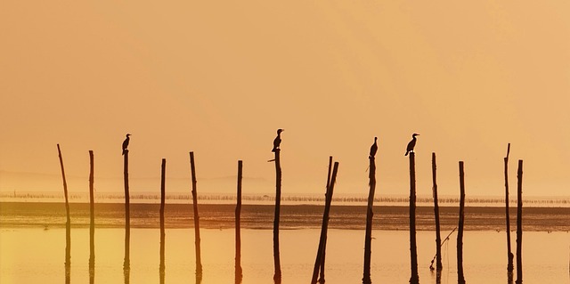 Free Sea Bird photo and picture