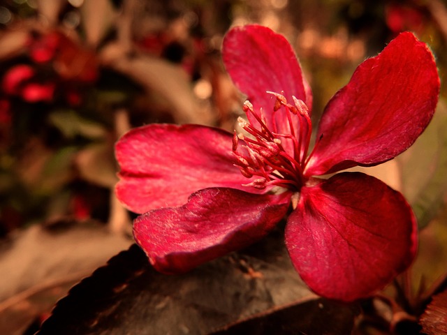 Free Apple Flower photo and picture