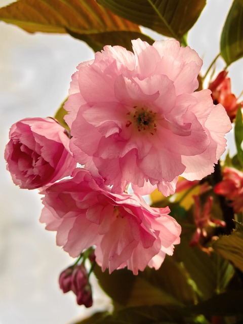 Free Flower Spring photo and picture