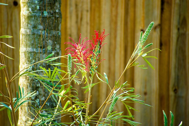 Free Grevillea Australian Native Tree photo and picture