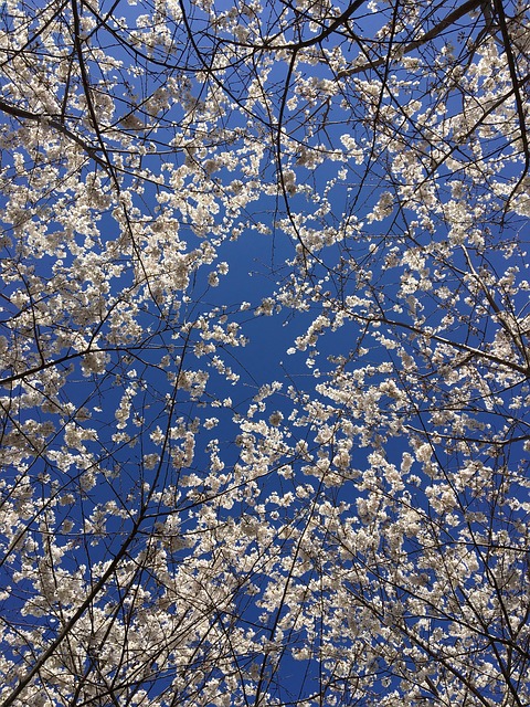 Free Cherry Blossom Tree photo and picture