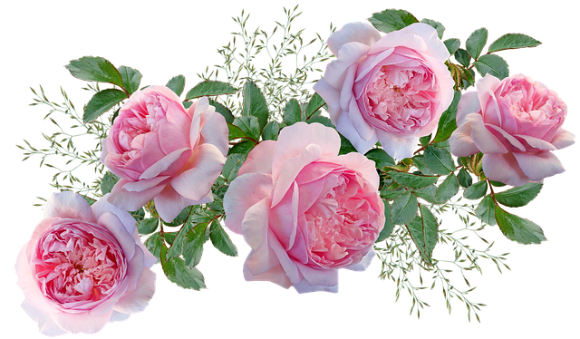 Free flowers pink roses illustration
