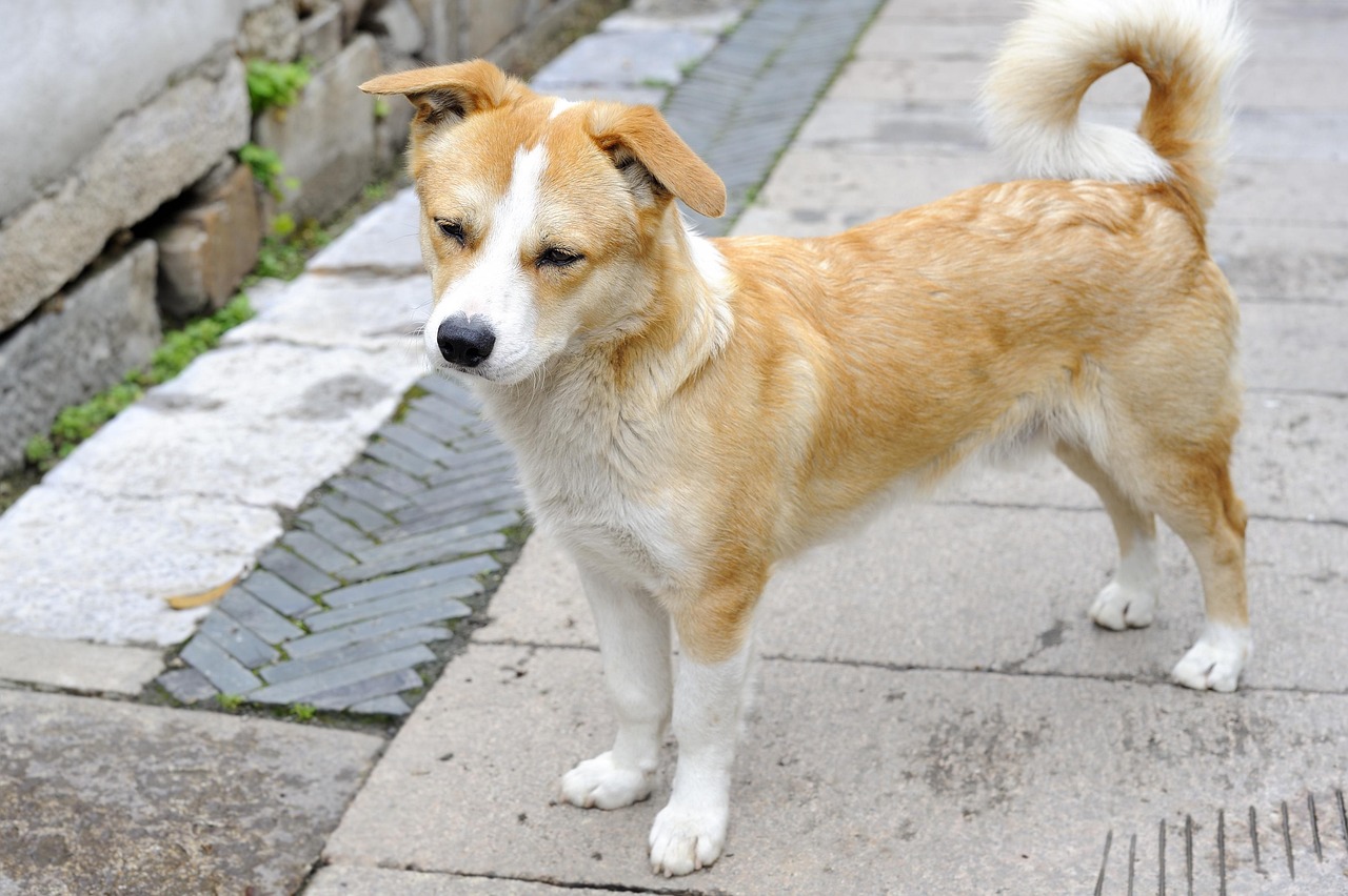 Dog - free online jigsaw puzzle photo
