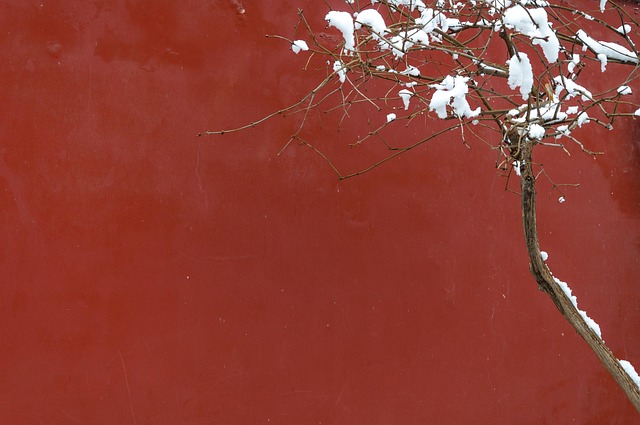 Schnee, Baum, Rote Wand, Zweig