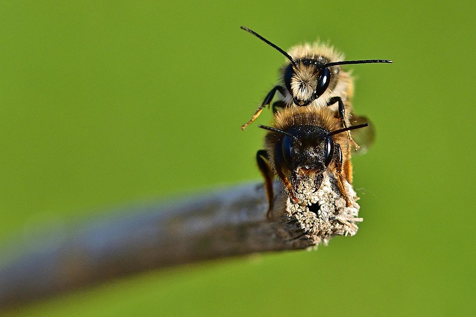 Nature Garden Wild Bees - Free photo on Pixabay