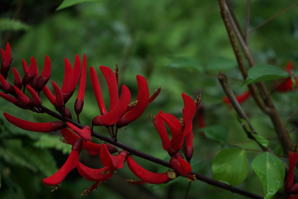 Primavera Fiore Rosso Drago Dente - Foto gratis su Pixabay