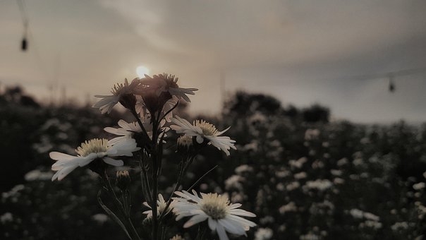 Free Chrysanthemum Flowers photo and picture