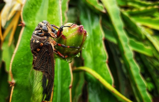 Free Cicada Summer photo and picture