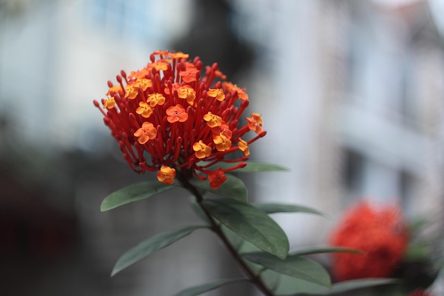 Red Ixora, Mf Linse, Ixora, Rød
