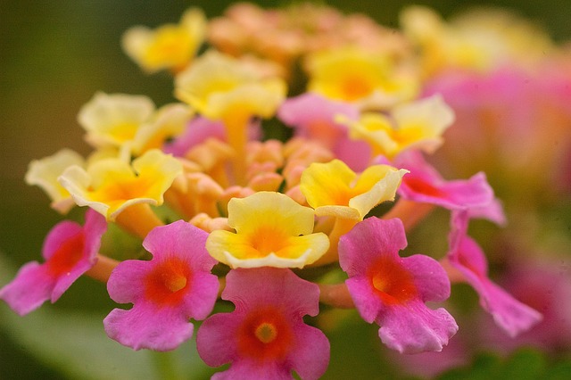 Pétala, Flores Bonitas, Macro, Amarelo