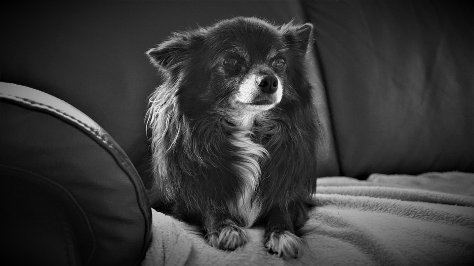 Chihuahua Preto Branco Plano De Foto Gratuita No Pixabay