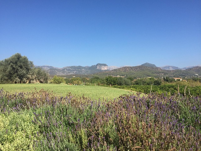 Free Mallorca Balearic Islands photo and picture