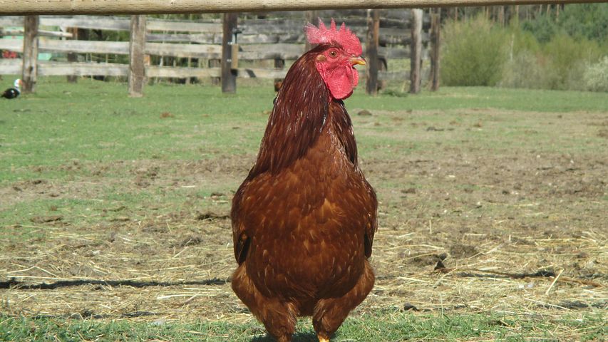10+ Free Roster & Chicken Images - Pixabay