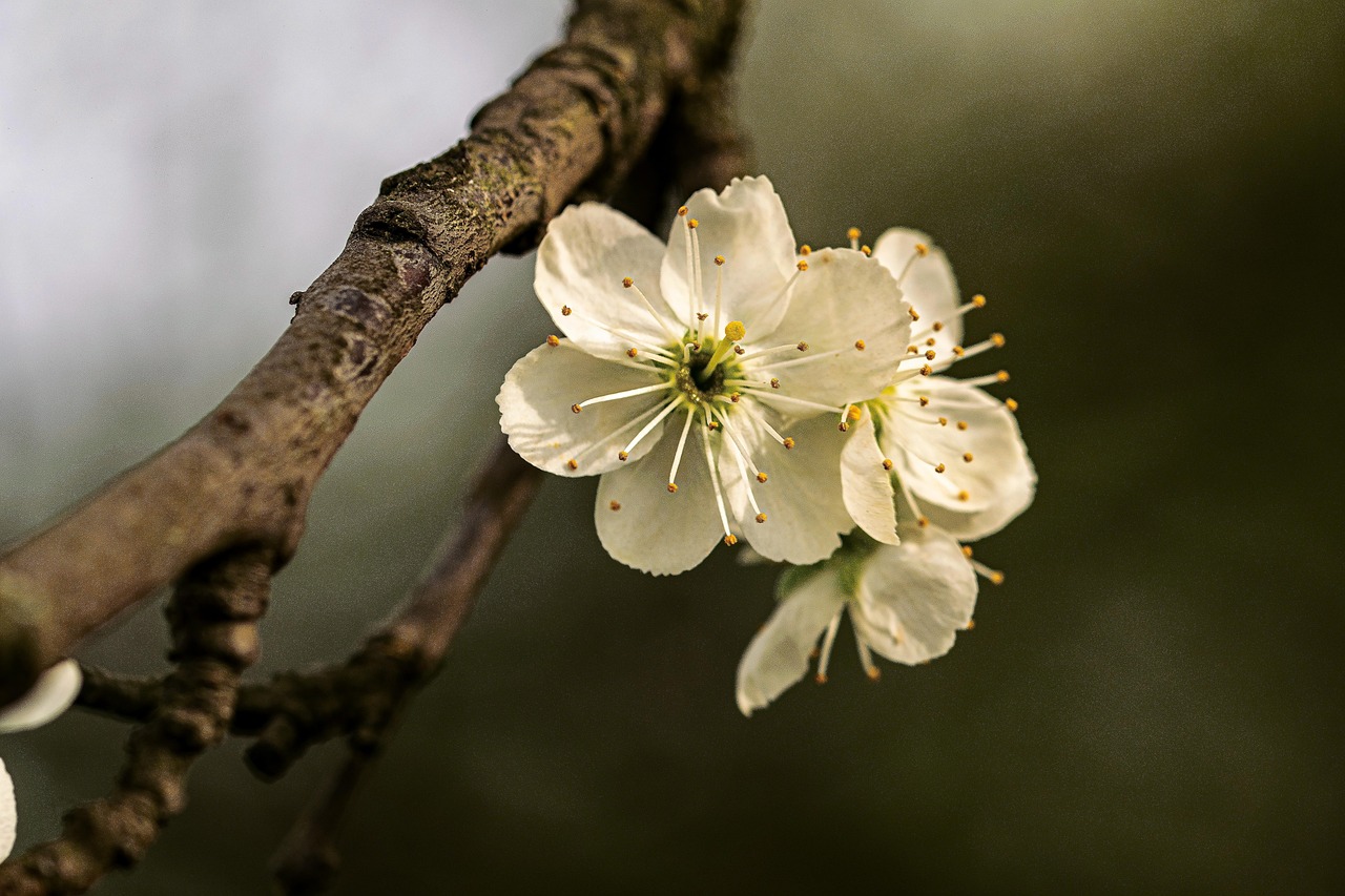 花 一颗树 分支 - Pixabay上的免费照片 - Pixabay