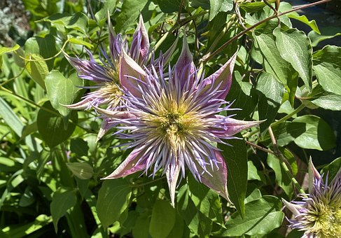 Free Clematis Flower photo and picture