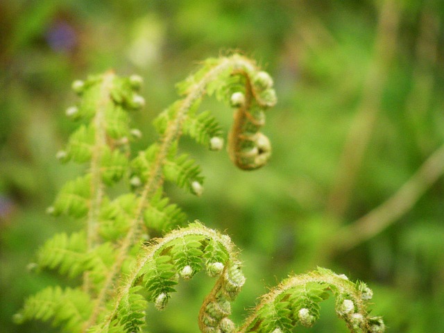 Free Fern Plant photo and picture