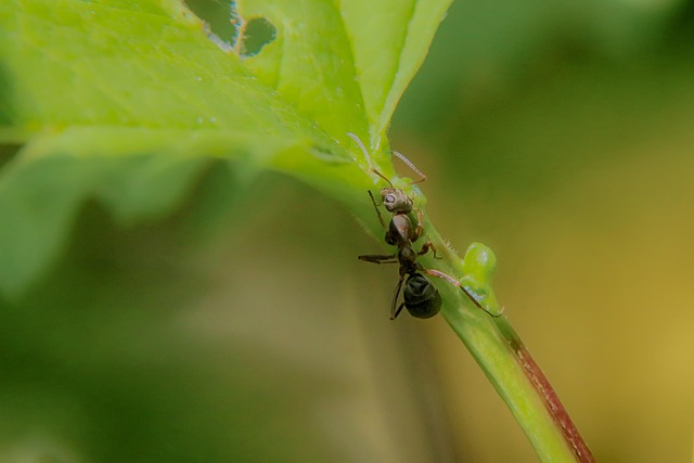 Free Ant Macro photo and picture