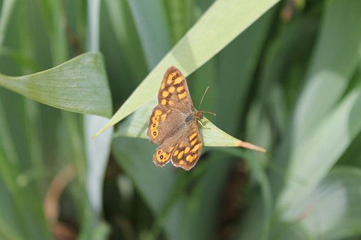 Macrocomandă, Fluture, Natură, Insecte