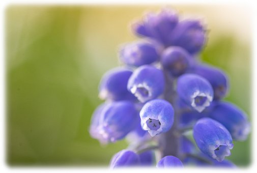 Blomst, Blå Drue, Makro, Lilla, Blå
