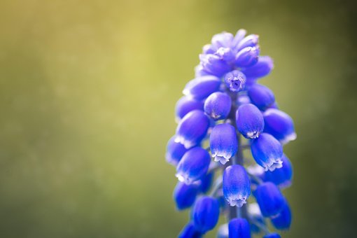 Blomst, Blå Drue, Makro, Lilla, Blå