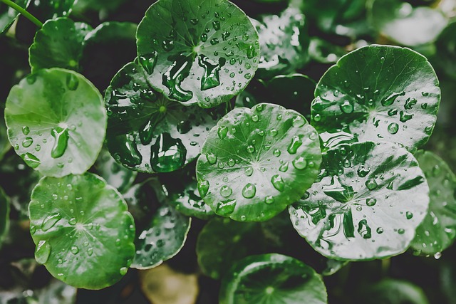 Free Leaves Wallpaper Hd photo and picture