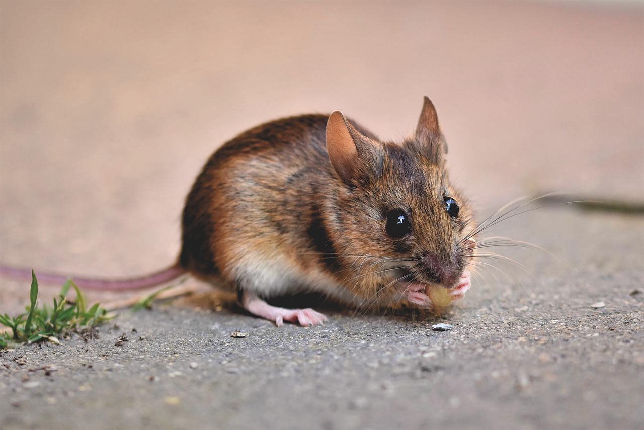 70 000 Free House Mouse Mouse Images Pixabay