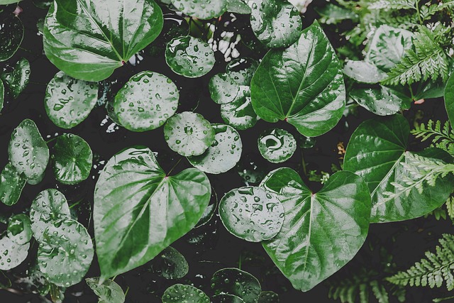 Free Leaves Laptop Wallpaper photo and picture