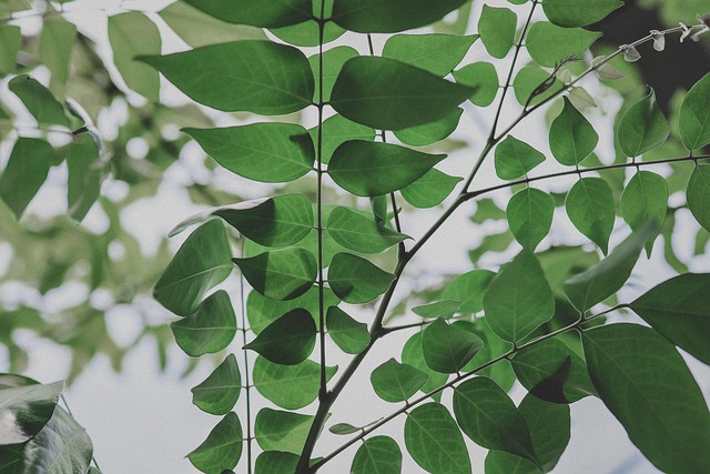Free Leaves Desktop Backgrounds photo and picture