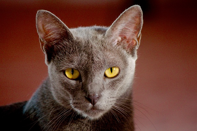 Kat, Eye, Dyr, Indenlandske, Smukke
