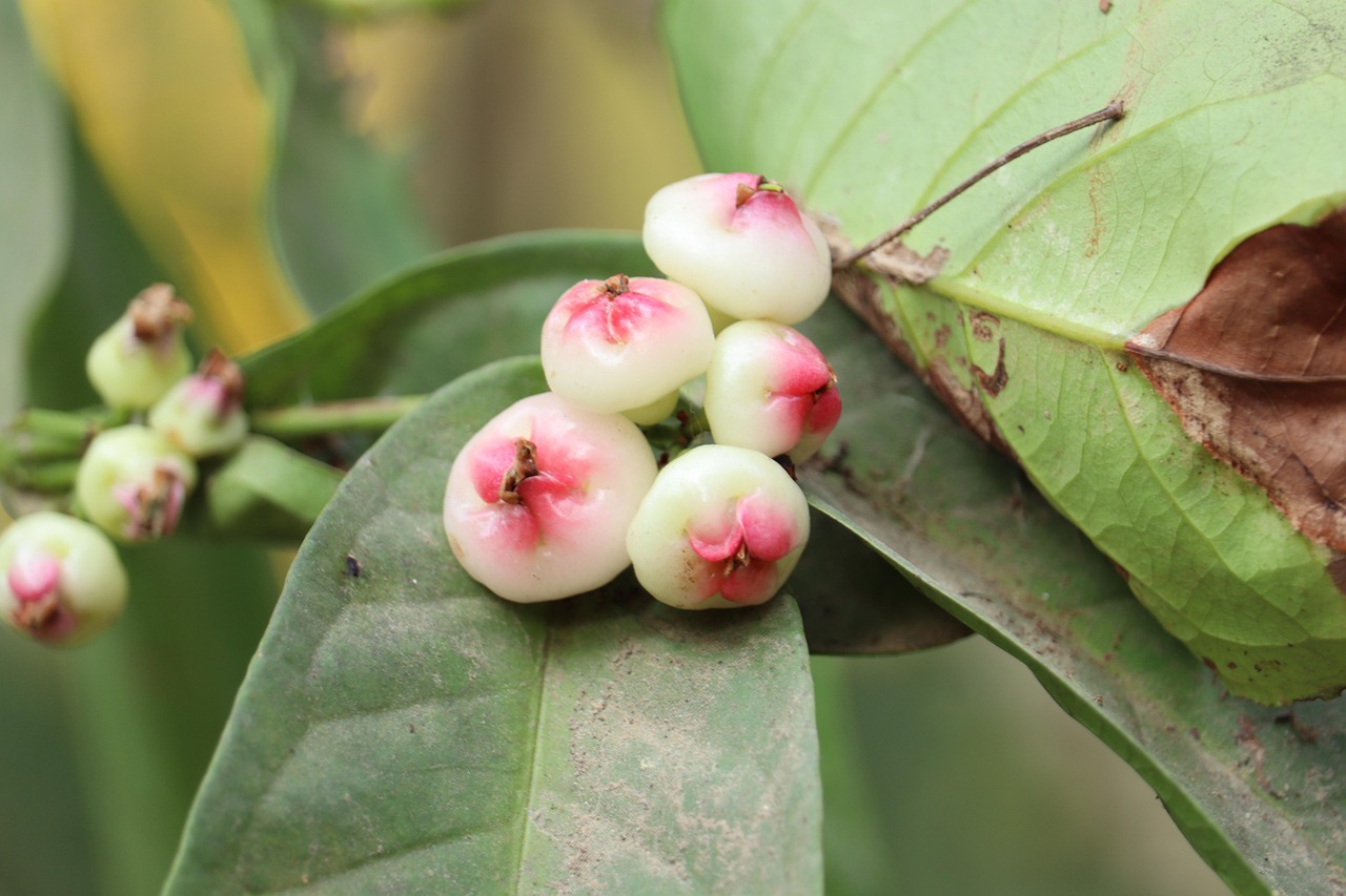 Kerala Rose Apple Green Free photo on Pixabay Pixabay
