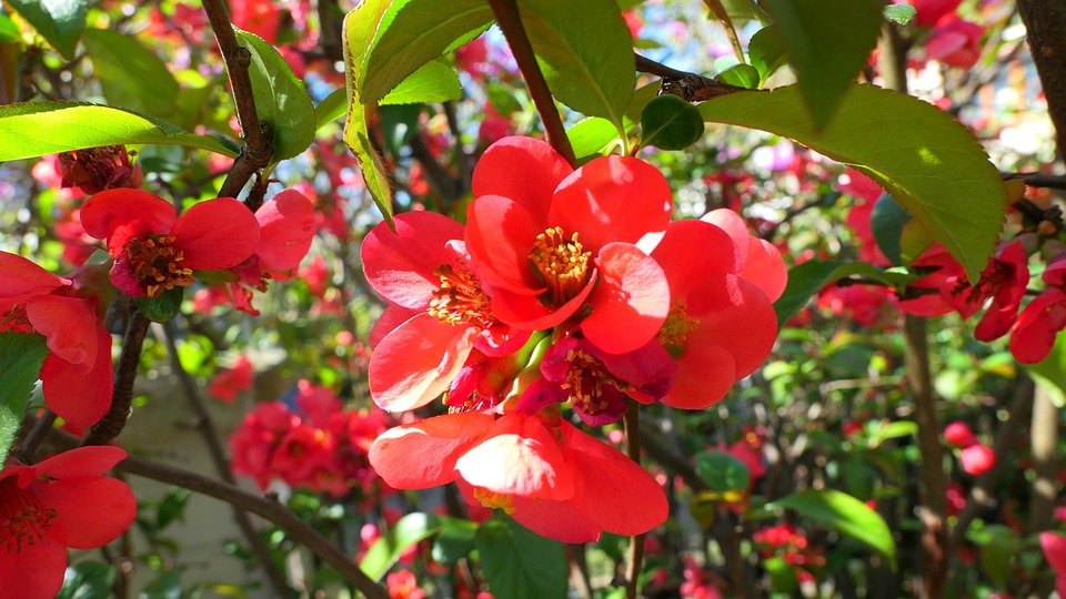 桲 花 春天 - Pixabay上的免费照片 - Pixabay