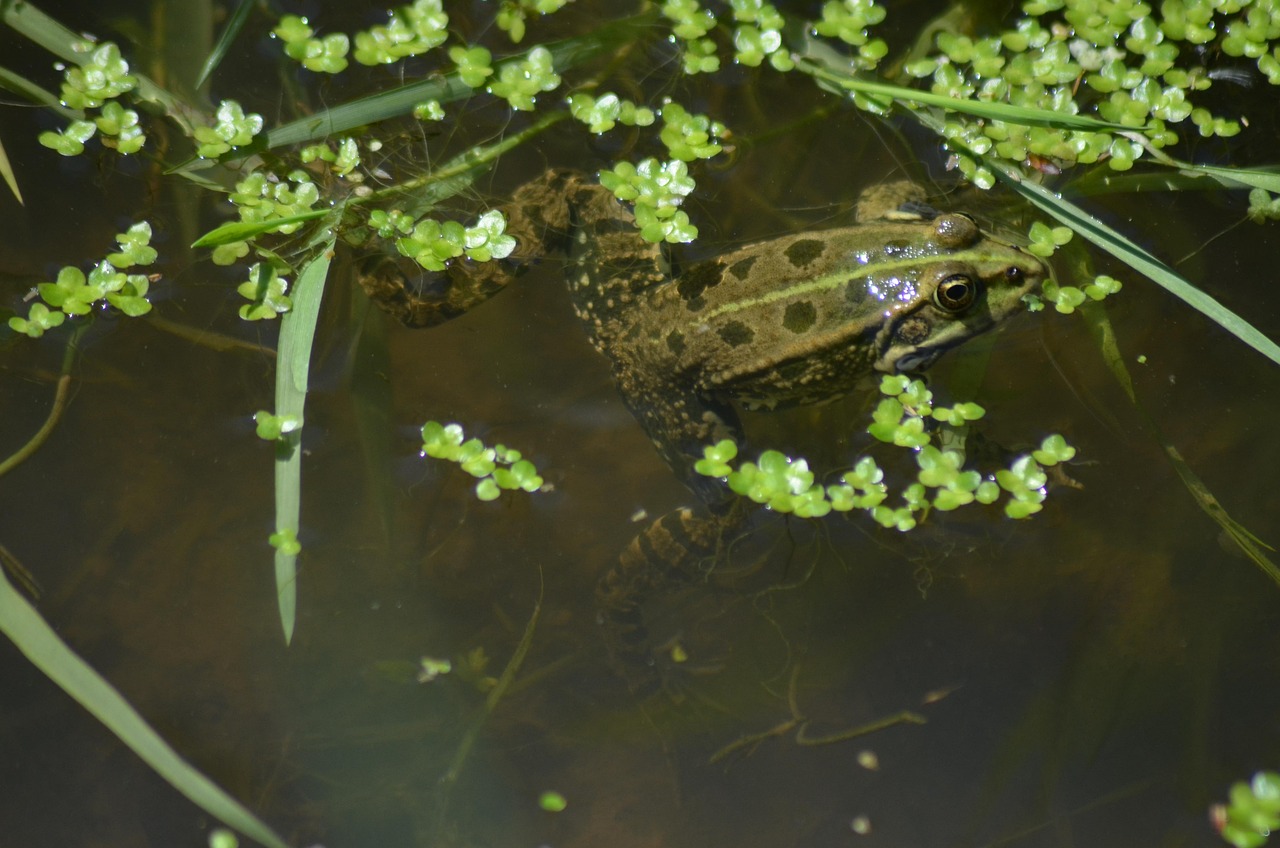 Green Frog - free online jigsaw puzzle photo