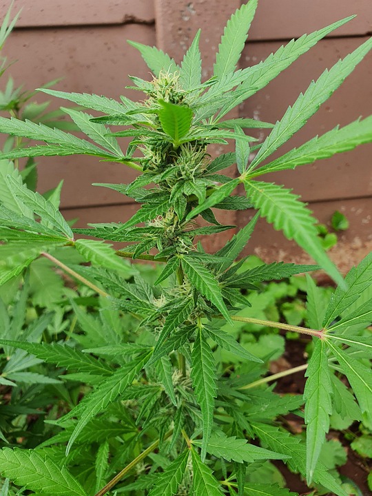 杂草自然绿色 Pixabay上的免费照片