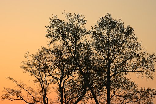 Free Tree Sunset photo and picture