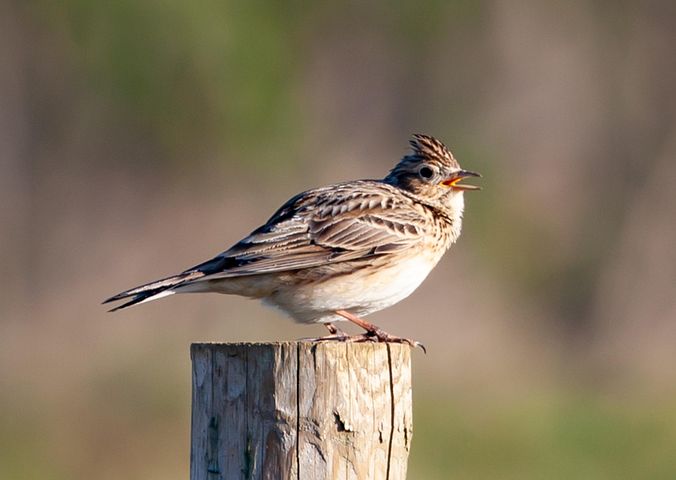 30+ ilmaista Kiuru & Haukka kuvaa - Pixabay