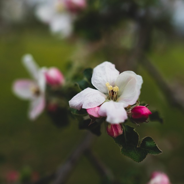 Primăvară, Floare, Măr, Natură, Grădină