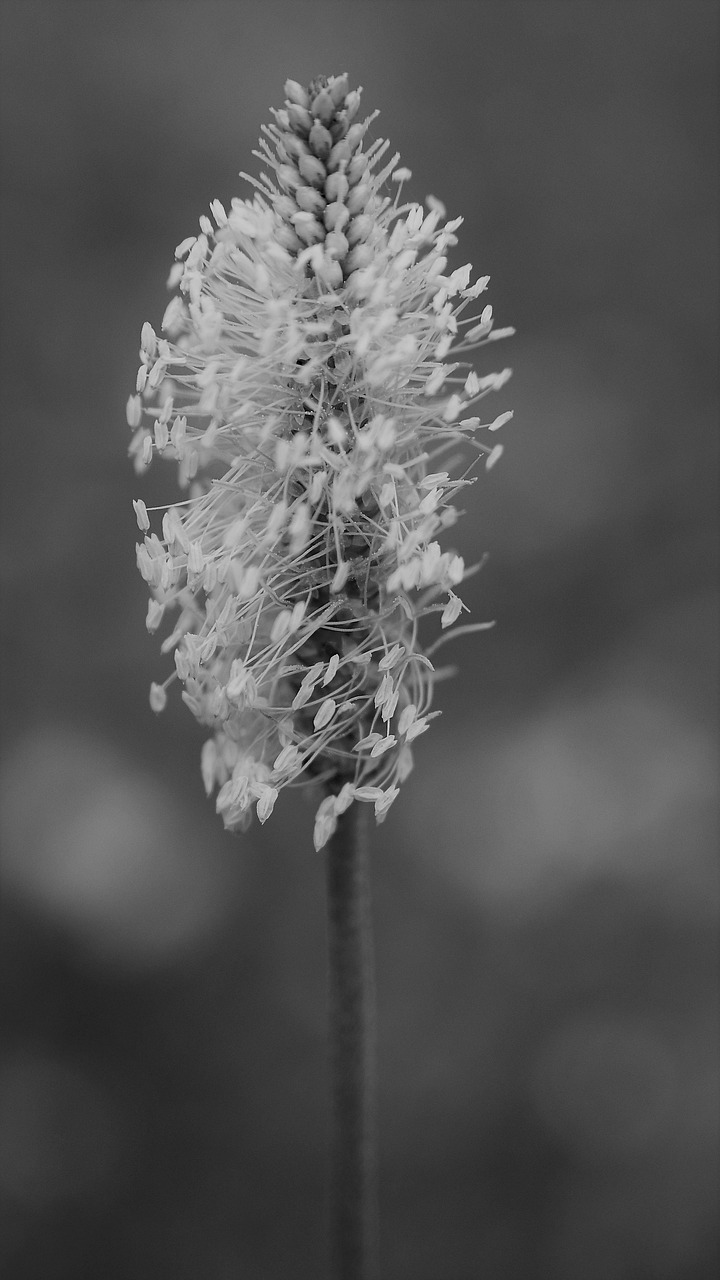 Plantain Large Fleur Prairie Photo Gratuite Sur Pixabay Pixabay