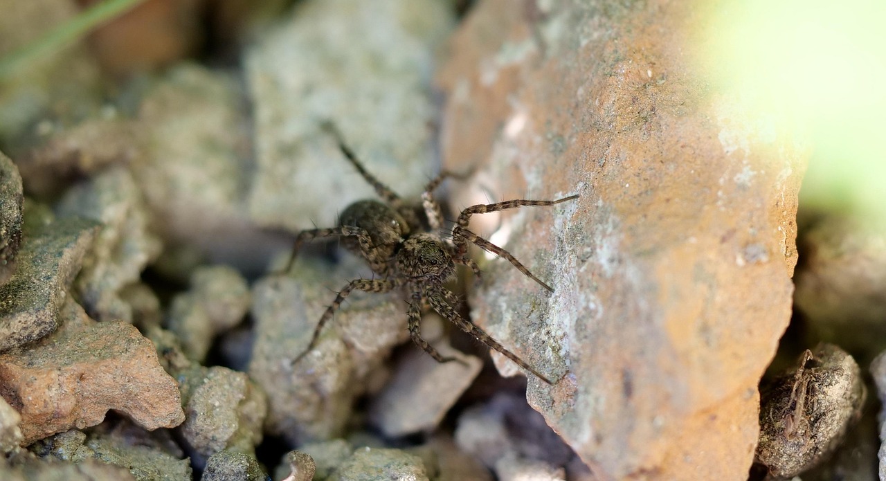Macro Araña Insecto - Foto gratis en Pixabay - Pixabay