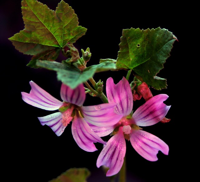 Free Plant Background photo and picture