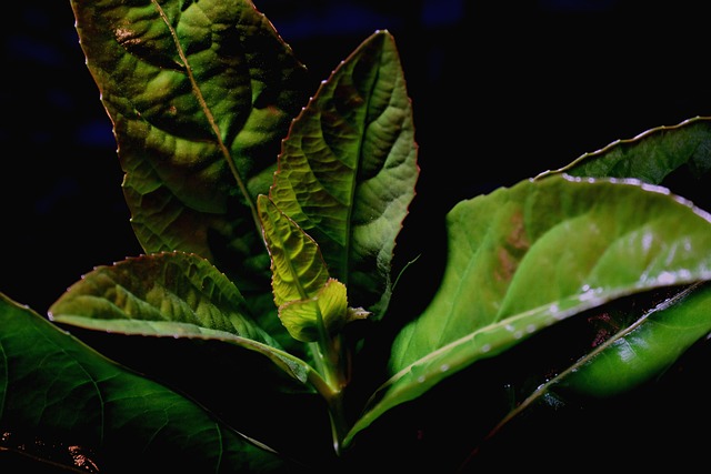 Free Plant Background photo and picture