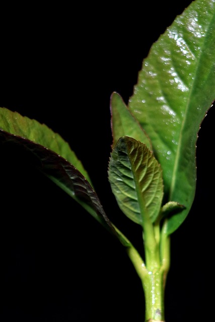 Free Plant Background photo and picture