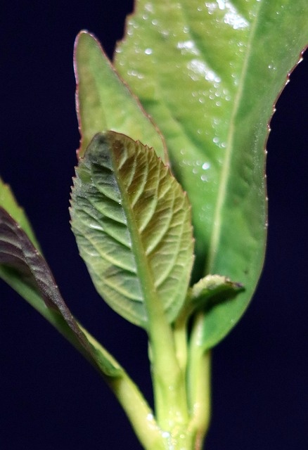 Free Plant Background photo and picture