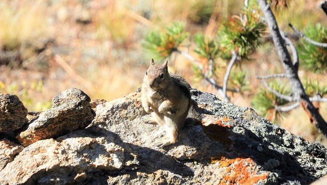 Free Chipmunk Nature photo and picture