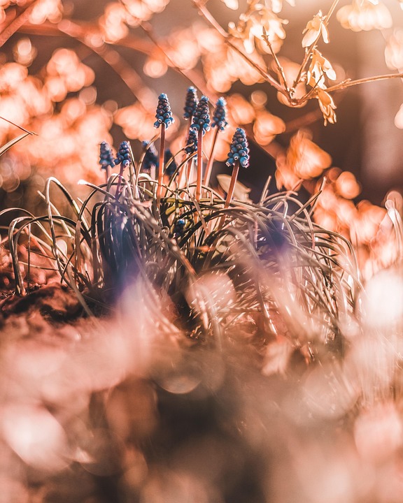 树 光 植物 - Pixabay上的免费照片 - Pixabay