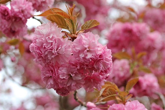 Free Flower Bloom photo and picture