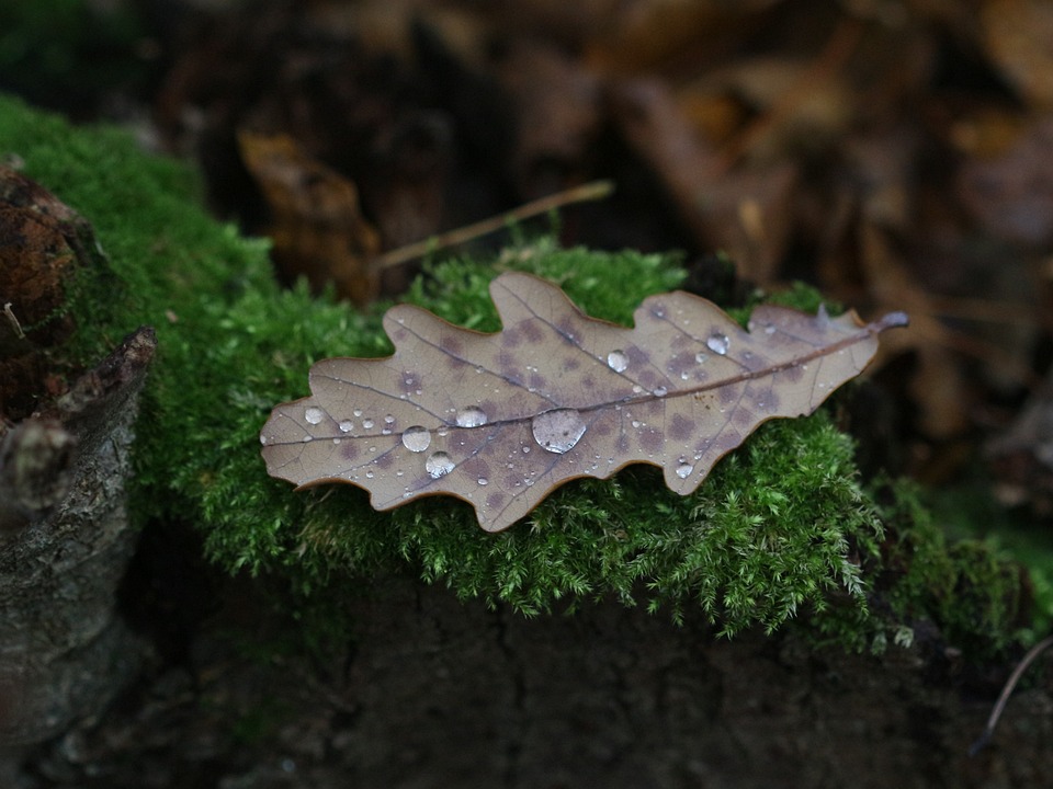 叶子 橡树叶 苔藓 - Pixabay上的免费照片 - Pixabay