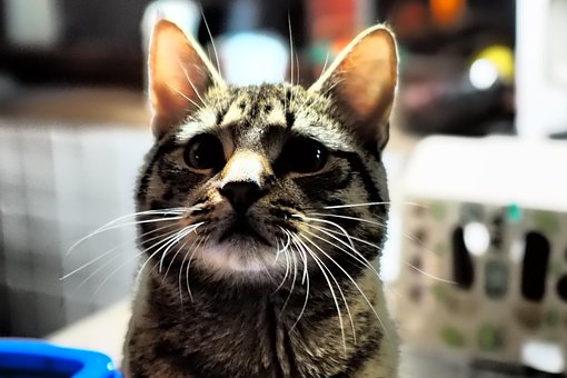 Katze, Tier, Kätzchen, Porträt, Hübsch
