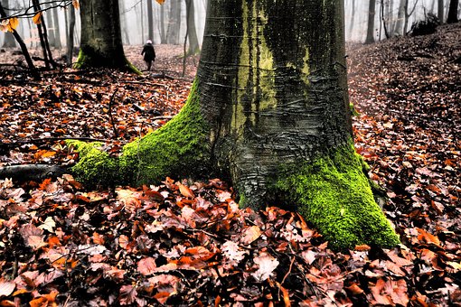 Wald, Wild, Natur, Baum, Herbst