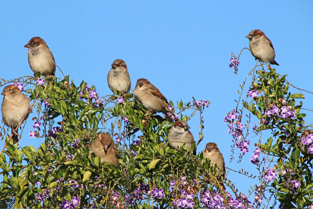 Birds Sparrows Family Free photo on Pixabay Pixabay